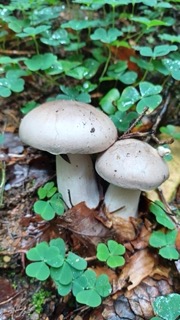 foto di Funghi